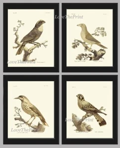 Vintage Bird Wall Art Print Set of 4 Prints Beautiful Antique Cottage Unframed - Picture 1 of 8