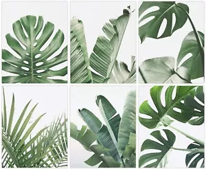 Conjunto de 6 hojas de plantas tropicales con impresión de arte de pared botánico de 8"x10" SIN MARCO - Imagen 1 de 7