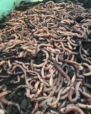 500 orugas nocturnas canadienses  Foto 1 de 3