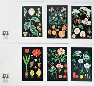 Tarjetas de felicitación 6 pliegues en blanco 5,5" X 8,5" impresión botánica con sobres - Imagen 1 de 4