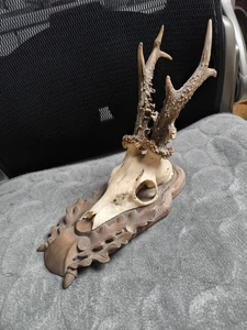 Rehbock Trophäe Rarität und Zustand  - Bild 1 von 12