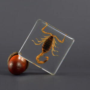 Véritable Insecte Chafer Beetle Résine Spécimen Presse-Papier Scorpion Collecte
