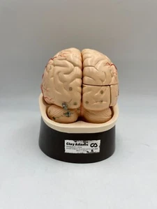 Clay Adams Vintage/Antik Gehirnmodell Anatomisches Modell - Bild 1 von 5