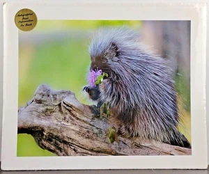 Impresión artística original de fotografía de vida silvestre bebé puercoespín 16" X 13" firmada por artista - Imagen 1 de 5