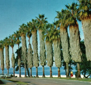 La Jolla Park Palm Trees Ocean View CA Vintage Postcard - Picture 1 of 4
