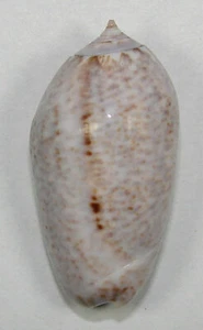 OLIVA INCRASSATA 41,82mm SUPER CHOICE SPECIMEN San Felipe, Baja Norte, Mexico - Bild 1 von 2