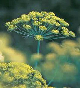 DILL SEED, BOUQUET, HEIRLOOM, NON GMO, 500 SEEDS, HERB, SPICE SEEDS - Picture 1 of 1