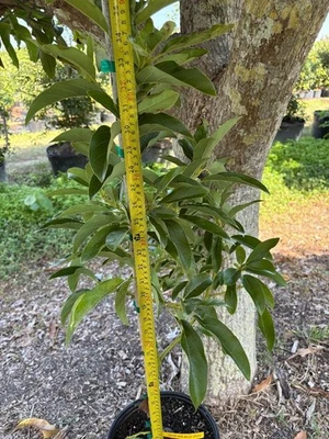 SÚPER RARO INJERTADO "VICTORIA NEGRO AGUACATE ZONAS 9B+ Foto 1 de 4