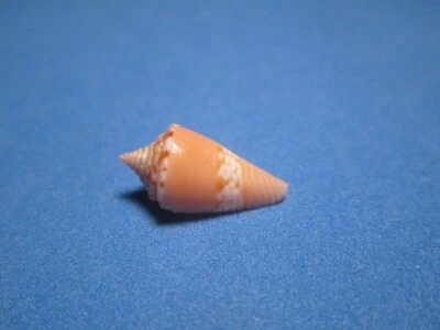 Conus articulatus Sowerby, 1873 "DEEP WATER!" (18.3mm) - Image 1 of 4