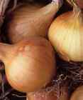 500+ Kelsae Sweet Giant Onion Seeds For Garden Planting - Usa - Free Shipping!