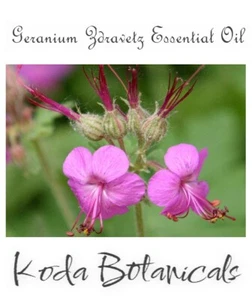 GERANIUM ZDRAVETZ (Geranium macrorrhizum) 100% Pure Essential Oil 1ml - Picture 1 of 3