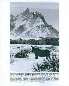 1991 Promo Animal Grand Teton Mountains Nature Wilderness Pbs Tv Show 8X10 Photo - Picture 1 of 1