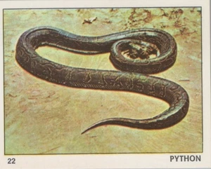 Top Sellers Card - Animals of The World - Card No 22 Python Snake - Picture 1 of 2