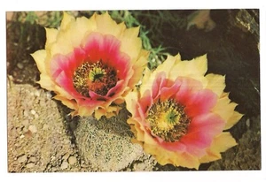 TEXAS PITAYA GOLDEN RAINBOW Cacti Flower Edible Fruit Big Band Postcard TX - Picture 1 of 2