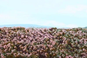 Alfombrillas de césped premium Reality in Scale Heathland F630* - Imagen 1 de 1