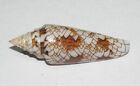 44 Mm Conus Bengalensis Sumbawaensis Cone Seashell #A3 From Labuan Bajo Island