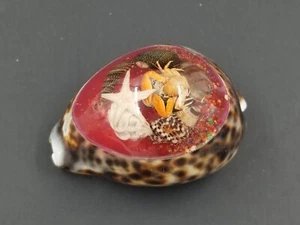 Seashell Carved With Miniature Shells Crab Sand Inside - Amazing Ocean Beach - Picture 1 of 2