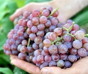 Canadice Grape Seedss (Vitis vinifera) 100+ Seedss - Picture 1 of 6