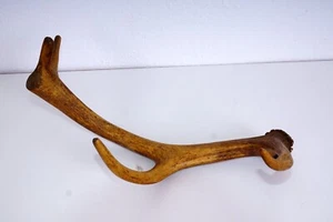 Schöne 10ender Rothirschstange  Red Stag Antler - Bild 1 von 3