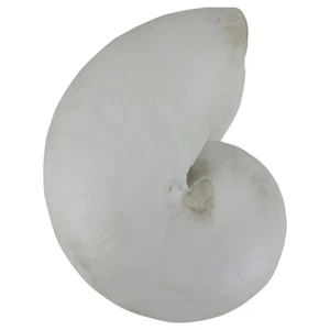 Koopman International 8.5" Gray Nautical Round Snail Shell Table Top Decoration - Picture 1 of 3
