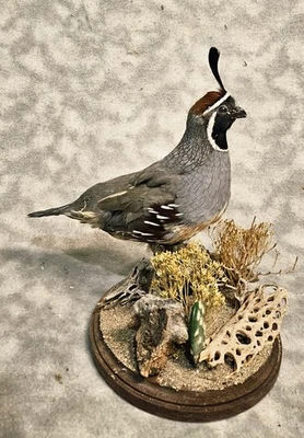 Стол потрясающий Gambels перепела тетерев фазан таксидермия птица искусства - Изображение 1 из 2