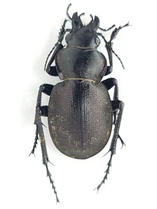 Carabidae Calosoma (Callisthenes) elegans elegans Kazakhstan - Picture 1 of 1