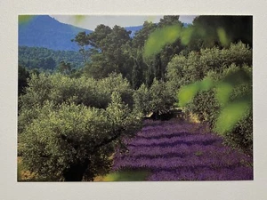 Garden View Domaine Du Souviou Provence France Vintage 1996 Postcard Unused - Picture 1 of 2