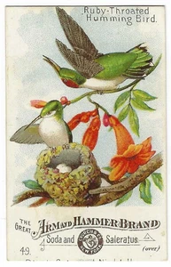 Ruby Throated Hummingbird Arm & Hammer Beautiful Birds Card Church & Co #49 1890 - Picture 1 of 2