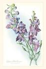 The Vintage Journal California Wildflowers, Larkspur by Found Image Press (Engli