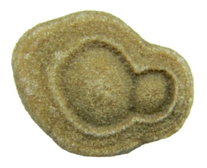 Stromatolite Fossile Marocco Piccolo 21,70 grammi - Foto 1 di 5
