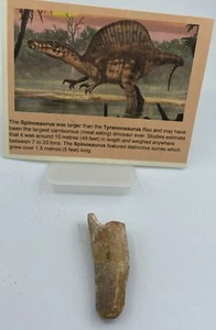 Spinosaurus Teeth Dinosaur F0SSIL Before T Rex Cretaceous K58 - Picture 1 of 2