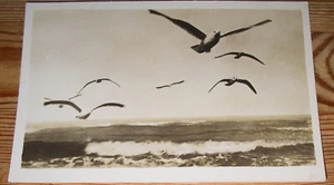 AK ~1950er: Oldenburg Holstein - Möwen und Meer - Ostholstein - Ostsee - Vögel - Bild 1 von 2