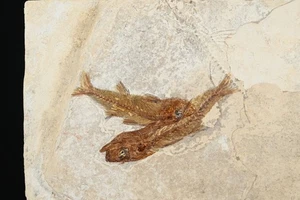 2 Poissons fossile Dapalis Macarus Oligocene France Poisson - Picture 1 of 3