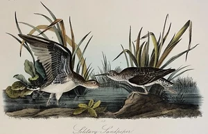 Audubon Solitary Sandpiper Pl 343 Birds Of America 2da Edición Royal Octavo - Imagen 1 de 3