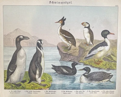 antike Grafik Fauna: Schwimmvögel, Pinguin, Gans  Original - Lithografie um 1880 - Bild 1 von 4