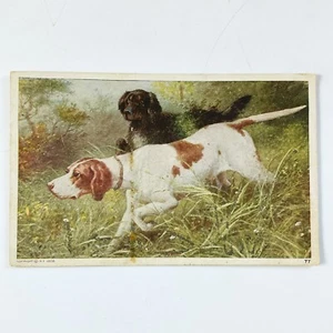 Postal de perros de caza de 1908 en el sendero escena de colección publicada deporte canino - Imagen 1 de 7