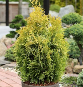 Lebensbaum Golden Smaragd 30-40cm Thuja occidentalis - Bild 1 von 1
