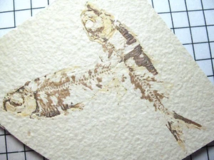 Eocene Green River Shale fish fossil on matrix - Knightia alta nice details (i) - Picture 1 of 8