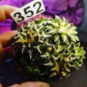 0613------Ariocarpus /Astrophytum - Imagen 1 de 7