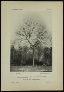 1898 - Pappel Grisard - Lichtdruck Antriebswelle & Botanik - Bild 1 von 3