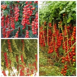 Семена Томат Рапунцель Tomate - Bild 1 von 1