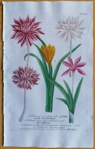Weinmann Originaldruck Phytanthoza Iconogaphia Colchicum (404) - 1737 - Picture 1 of 1