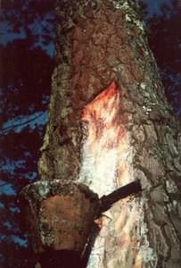 Crop Resine Pine Tree Study Color Deplechin Photo 1970 - Imagen 1 de 2