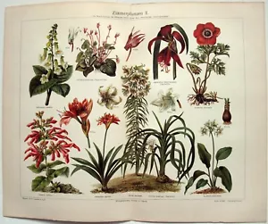 Zimmerpflanzen 2 - Original Chromo-Lithographie von Meyers von 1907. Zimmerplanzen II - Bild 1 von 3