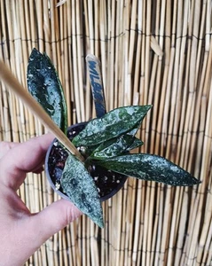 Rare Hoya Wilbur Graves Splash Silver Leaves Tropical Vining Exact Plant - Picture 1 of 3