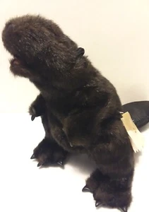 Folkmanis Biber Handpuppe 18" lang 7" breit 6" hoch beweglicher Mund realistisch - Bild 1 von 13