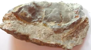 Selten Seelilie Holocrinus Stieglieder Matrix Trias Mu (V771)😊Schau durch ! - Bild 1 von 1