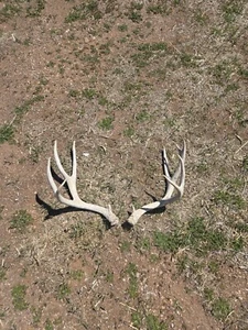 Big White Mule Deer Sheds Antlers Horns Racks Home Decor Cabin Decor  - Picture 1 of 6
