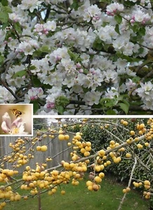 3 winterharte  Obstbäume Set Apfel Kirsche Birne schnellwüchsig Pflanzen Garten - Bild 1 von 3