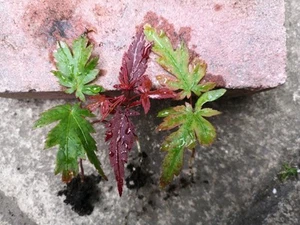 Japanese Maple Seedlings X3 Acer palmatum Bonsai Autumn Colour Bareroot Form - Picture 1 of 4